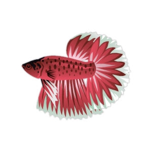 Crimson Spring Betta